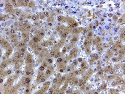IHC - Goat Anti-GAPDH (Internal) Antibody AF1464b
